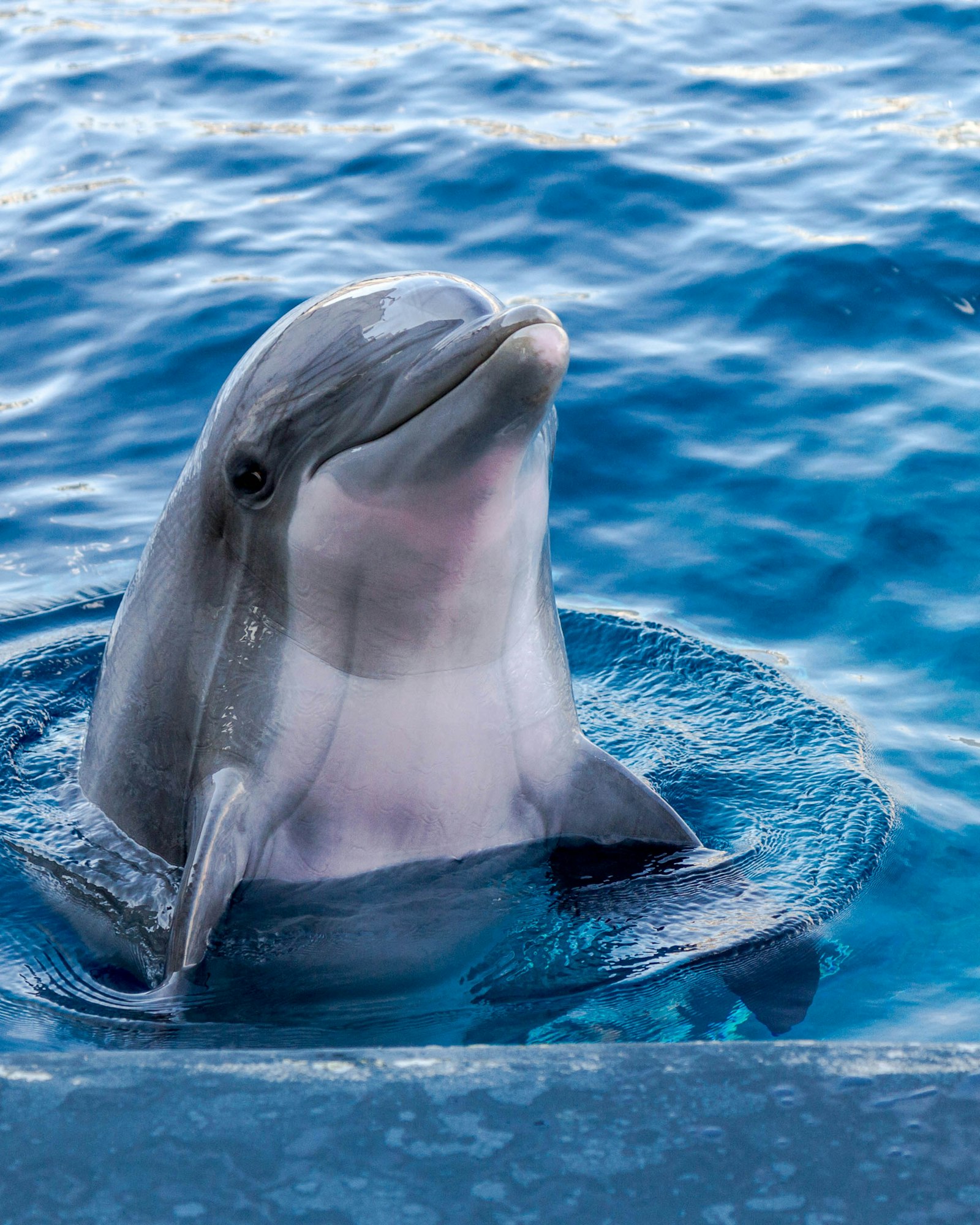 Sunset Dolphin Encounter
